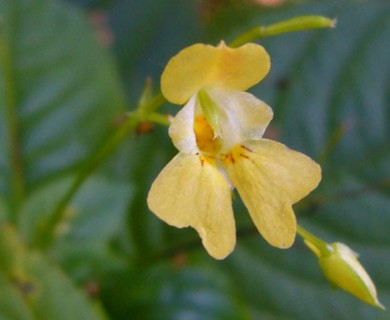 Impatiens parviflora