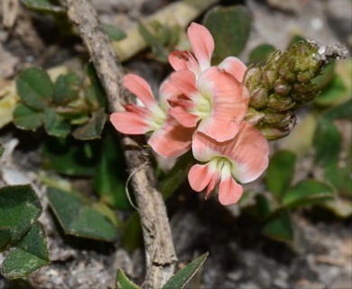 Indigofera spicata