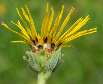 Inula helenium