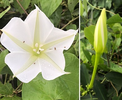 Ipomoea alba