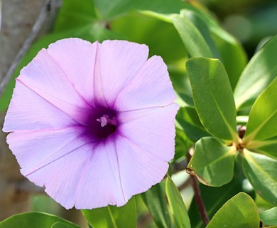 Ipomoea cairica