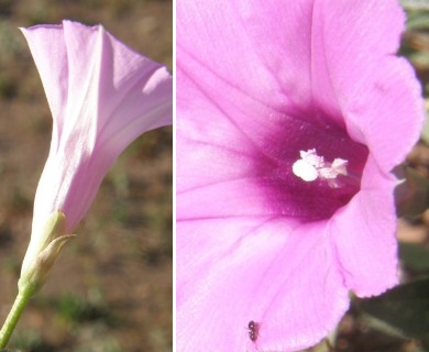 Ipomoea cordatotriloba