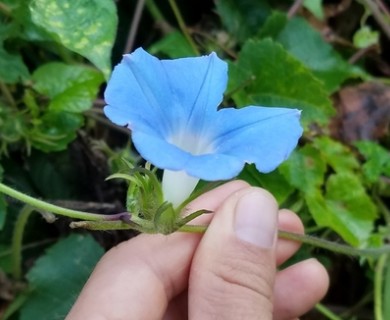 Ipomoea hederacea