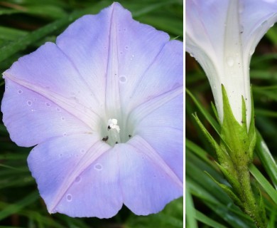 Ipomoea indica