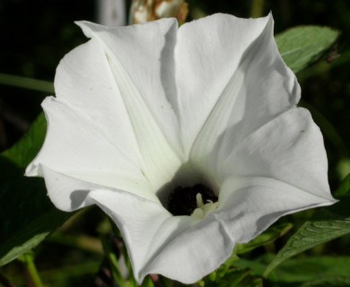 Ipomoea purpurea