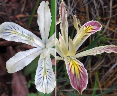 Iris chrysophylla