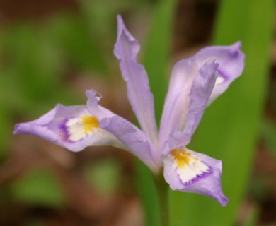 Iris cristata