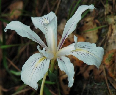 Iris fernaldii