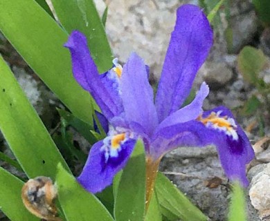 Iris lacustris