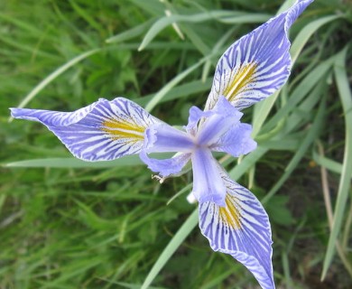 Iris missouriensis