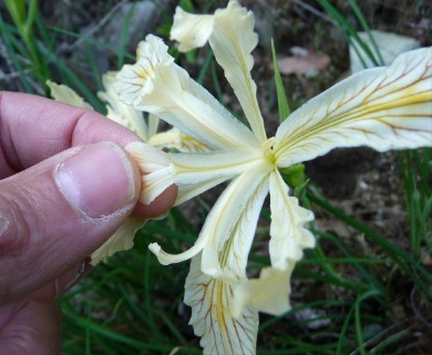 Iris tenax