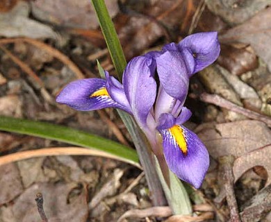 Iris verna