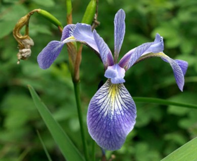 Iris versicolor