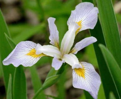 Iris virginica