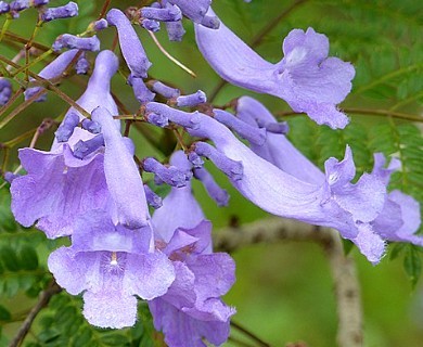 Jacaranda mimosifolia