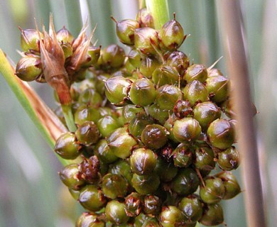 Juncus acutus