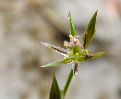 Juncus bufonius