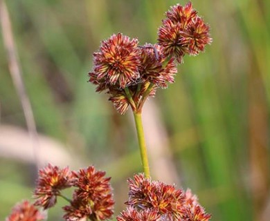 Juncus canadensis