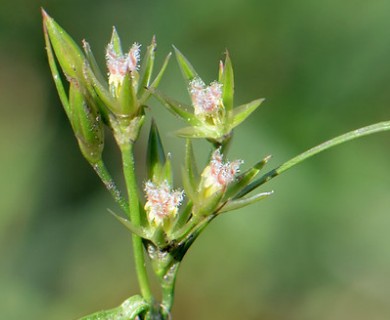 Juncus dudleyi