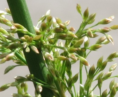 Juncus effusus