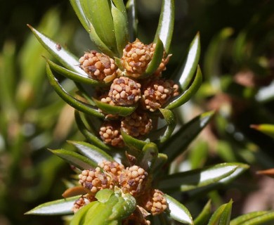 Juniperus communis