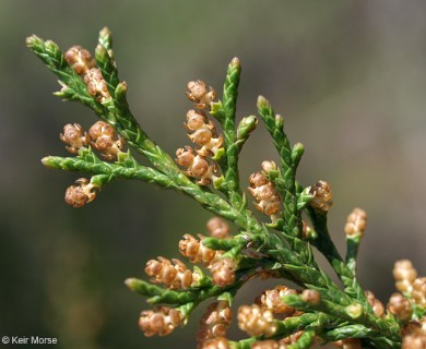 Juniperus virginiana