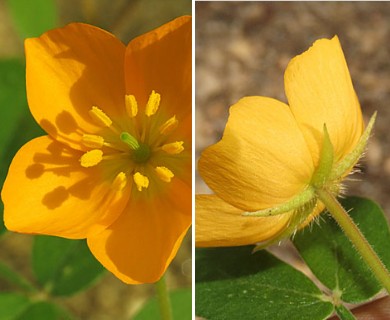 Kallstroemia peninsularis