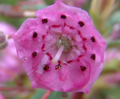 Kalmia angustifolia