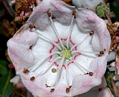 Kalmia latifolia