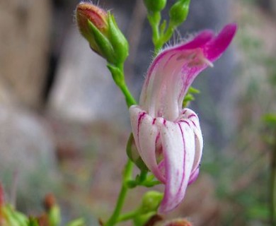 Keckiella breviflora