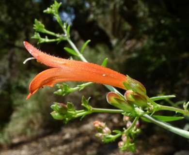 Keckiella ternata