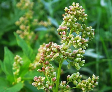 Koenigia phytolaccifolia