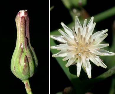 Lactuca biennis