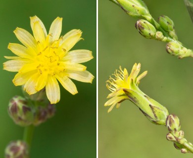 Lactuca canadensis