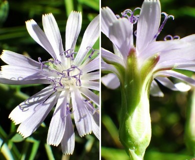 Lactuca oblongifolia