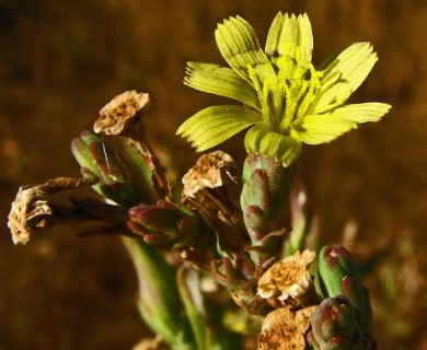 Lactuca saligna