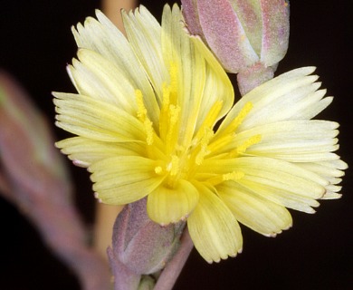 Lactuca serriola