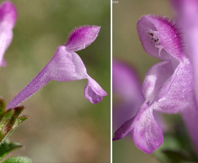 Lamium amplexicaule