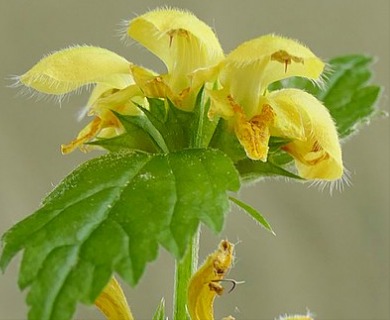 Lamium galeobdolon