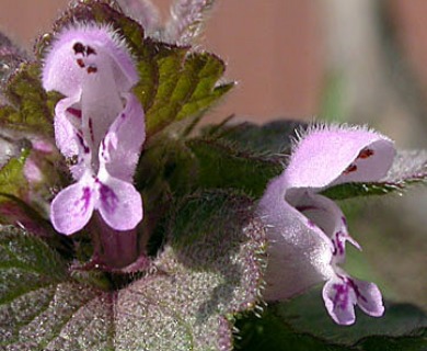 Lamium purpureum