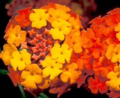 Lantana camara