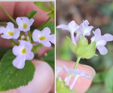 Lantana canescens