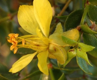 Larrea tridentata