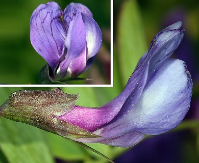 Lathyrus japonicus