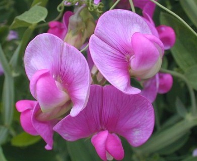 Lathyrus latifolius