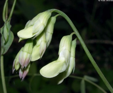 Lathyrus ochroleucus