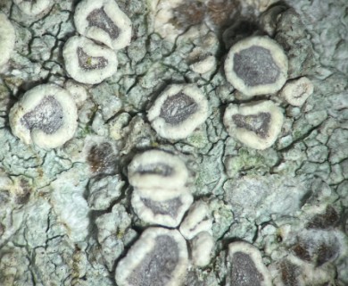 Lecanora protervula