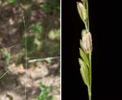 Leersia virginica