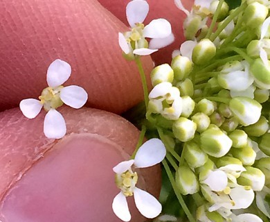 Lepidium draba