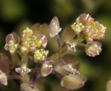 Lepidium lasiocarpum